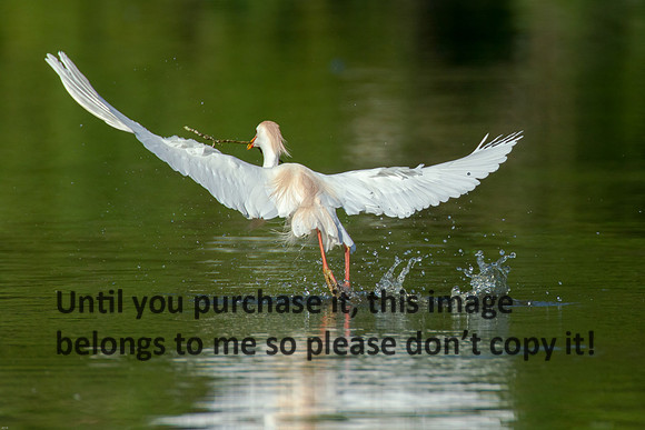 Cattle Egret - Breeding Plumage_Jefferson Island La-05-03-14-0208
