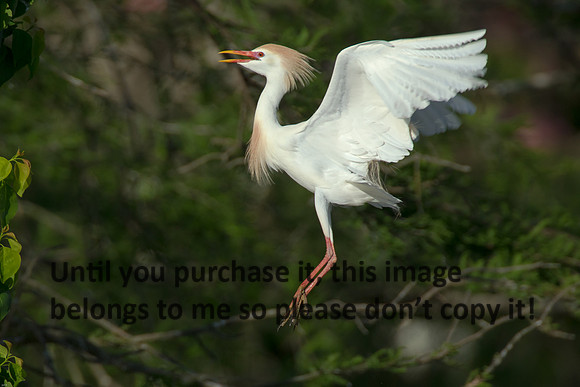 Cattle Egret- Breeding Plumage_Jefferson Island La-05-03-14-0026