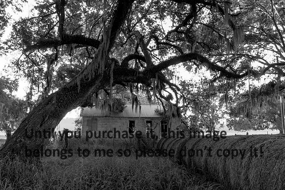 Early Morning_Shotgun House_Oak Trees_Fog_Vermilion Parish_Kelly Morvant Photography_10-12-14-7681