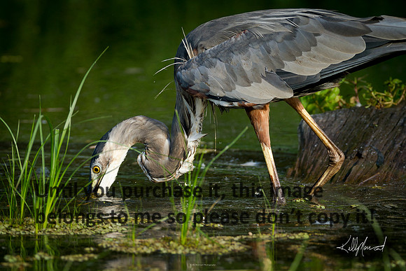 GreatBlueHeronNature-LakeMartin-1660