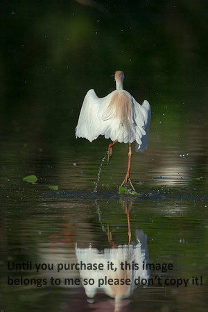 Cattle Egret- Breeding Plumage_Jefferson Island La-05-03-14-0028