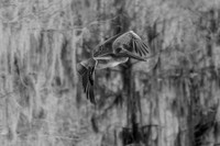 brown-pelican_lake-martin_2016_kelly-morvant-photography_2504_bw