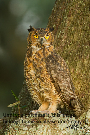 HornedOwl-StMartinville-4436