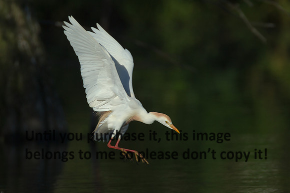 Cattle Egret - Breeding Plumage_Jefferson Island La-05-03-14-0189