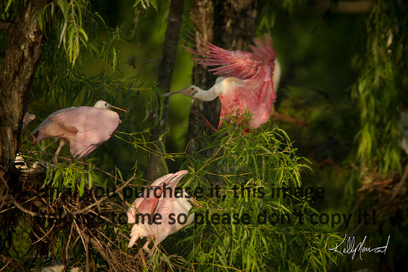 RoseatSpoonbillFlyingEarlyLight-JeffersonIsland-0544