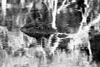 alligator_lake-martin_kelly-morvant-photography_5585_bw