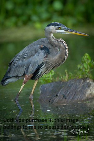 GreatBlueHeronNature-LakeMartin-1331