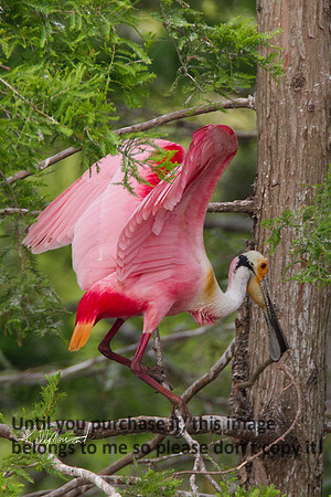 RoseateSpoonbill-8961