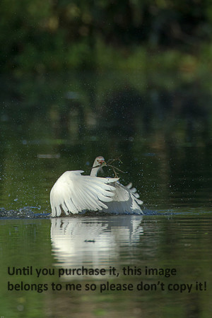 Cattle Egret- Breeding Plumage_Jefferson Island La-05-03-14-0061