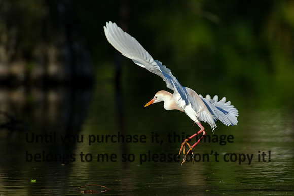 Cattle Egret- Breeding Plumage_Jefferson Island La-05-03-14-0105