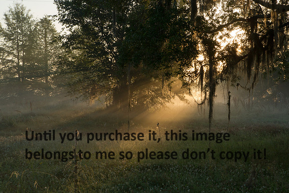 Live Oak Sunrise_ Spanish Moss_Jefferson Island La-05-03-14-9380