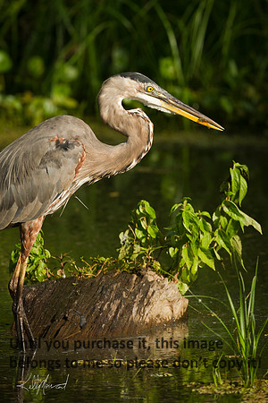 GreatBlueHeronDragonFly-LakeMartin-1791