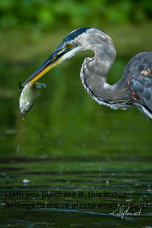 GreatBlueHeronFishNature-LakeMartin-1185