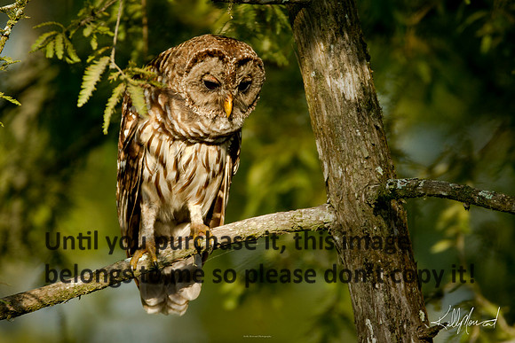BarredOwlNature-LakeMartin-1511