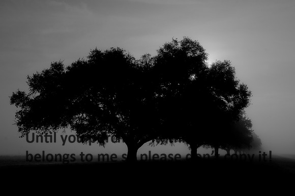 LiveOakInTheMist-WinterFogBW_JeffersonIsland-9106