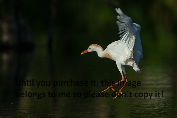 Cattle Egret- Breeding Plumage_Jefferson Island La-05-03-14-0104