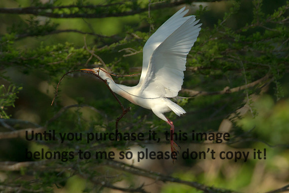 Cattle Egret- Breeding Plumage_Jefferson Island La-05-03-14-0119
