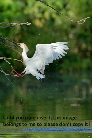 Cattle Egret- Breeding Plumage_Jefferson Island La-05-03-14-0066