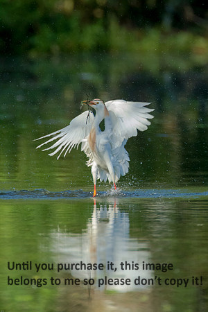 Cattle Egret- Breeding Plumage_Jefferson Island La-05-03-14-0063