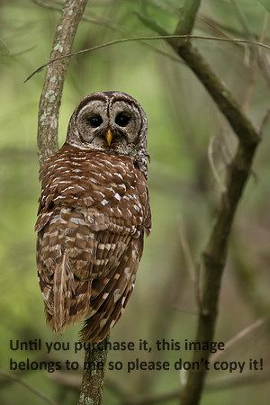 BarredOwlLakeMartin-0181B