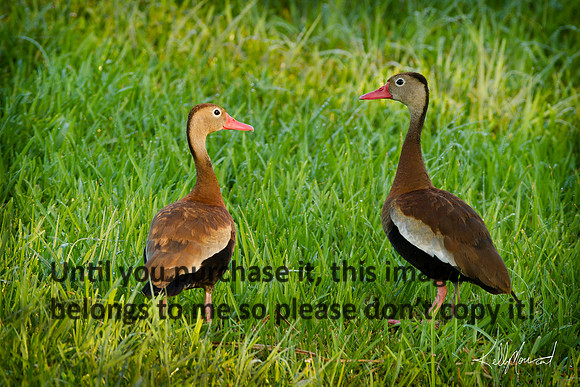 BlackBelliedWhistlingDucksEarlLight-JeffersonIsland-0492