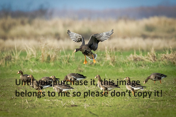 specklebelly-geese_gueydan-la_kelly-morvant-photog_01-11-15-1295
