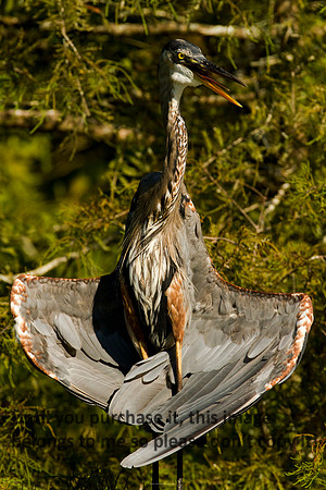 GreatBlueHeronDryingFeathersNature-LakeMartin-1962
