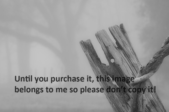 FencePostVineBW-WinterFog_Lafayette-8892