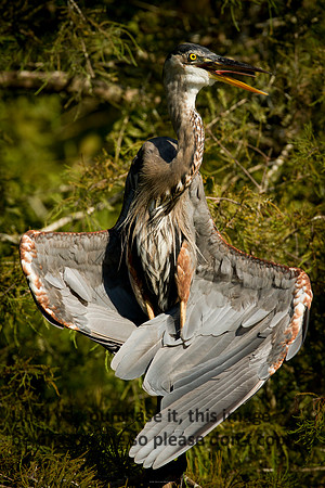 GreatBlueHeronDryingFeathersNature-LakeMartin-2003