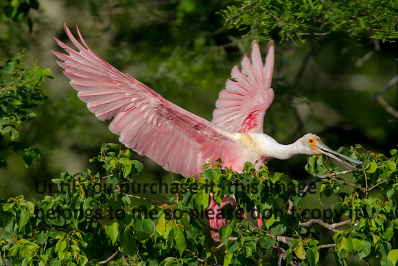 Roseate Spoonbill Pair - Breeding Plumage_Jefferson Island La-05-03-14-0135
