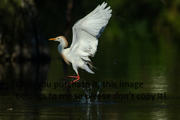 Cattle Egret - Breeding Plumage_Jefferson Island La-05-03-14-0156