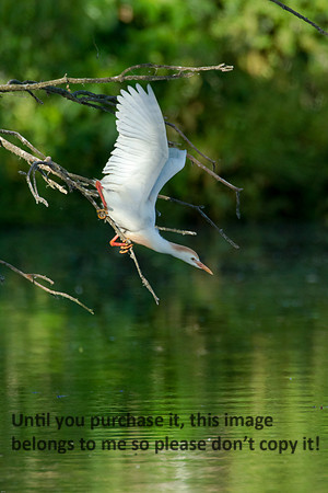 Cattle Egret- Breeding Plumage_Jefferson Island La-05-03-14-0053