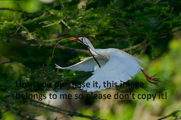 Cattle Egret- Breeding Plumage_Jefferson Island La-05-03-14-0118