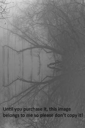 BranchesMossReflectionsBayouFog-Lafayette-8771