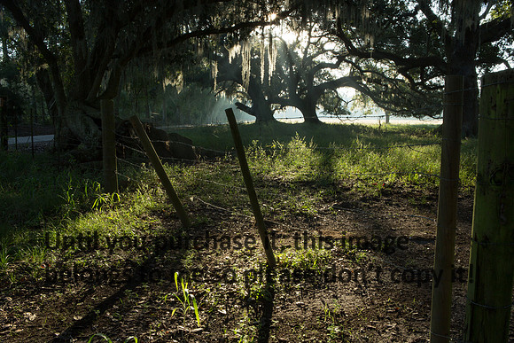 Early Morning_Fence_Moss_Oak Trees_Vermilion Parish_Kelly Morvant Photography_10-12-14-7723