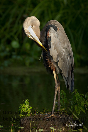 GreatBlueHeronNature-LakeMartin-1587