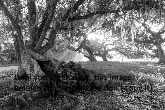 Early Morning_Live Oaks_Moss_Vermilion Parish_B&W_Kelly Morvant Photography_10-12-14-7726