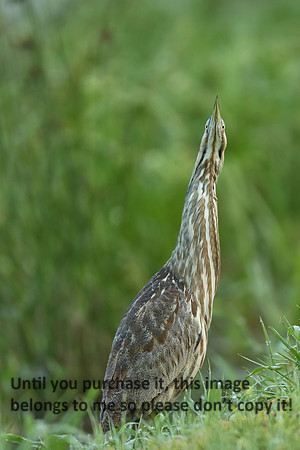 AmericanBittern-LakeMartin-9899