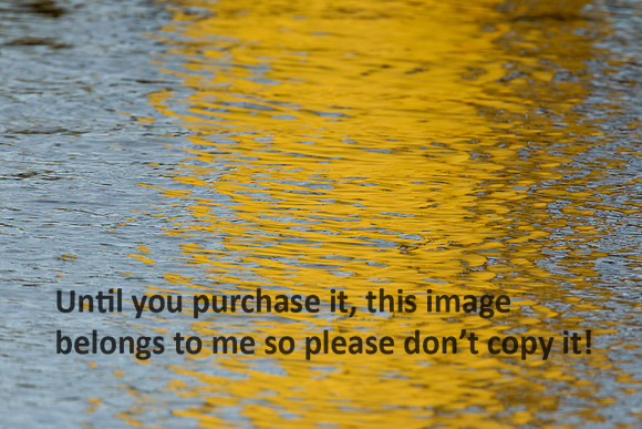 Water Reflections_Yellow_Cameron LA-9814