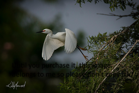 SnowyEgretFlying-9449