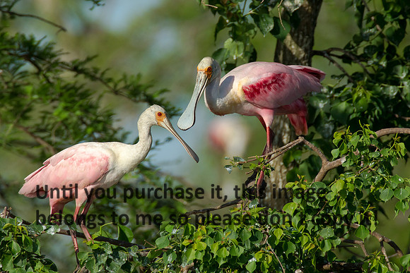Roseate Spoonbills- Breeding Plumage_Jefferson Island La-05-03-14-0094