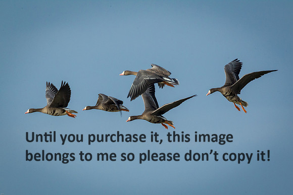 specklebelly-geese_gueydan-la_kelly-morvant-photog_01-11-15-1224