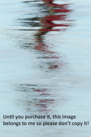 Water Reflections_Red_Cameron LA-9815