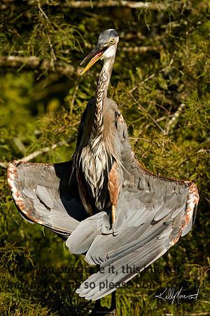 GreatBlueHeronDryingFeathersNature-LakeMartin-2007