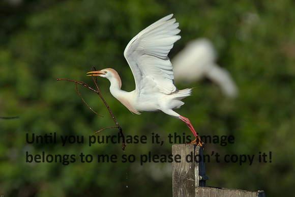 Cattle Egret- Breeding Plumage_Jefferson Island La-05-03-14-0113