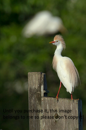 Cattle Egret- Breeding Plumage_Jefferson Island La-05-03-14-0100