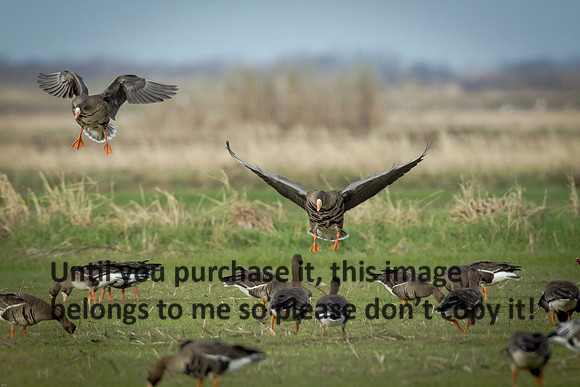 specklebelly-geese_gueydan-la_kelly-morvant-photog_01-11-15-1252
