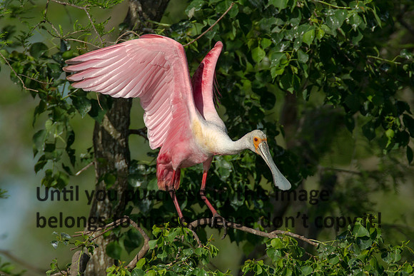 Roseate Spoonbill- Breeding Plumage_Jefferson Island La-05-03-14-0127