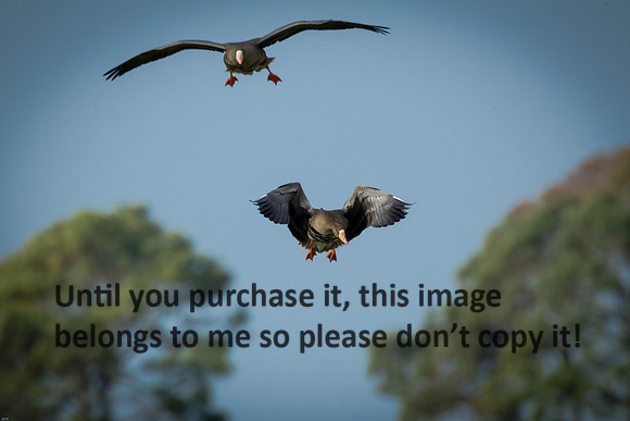specklebelly-geese_gueydan-la_kelly-morvant-photog_01-11-15-1170