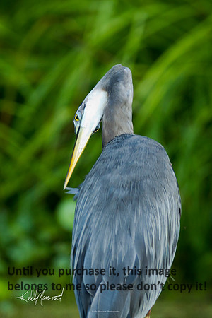 GreatBlueHeronNature-LakeMartin-1480